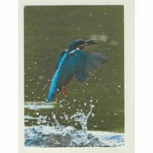 ZIMORODEK MAZURY ZW-323