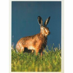 ZAJĄC MAZURY ZW-328