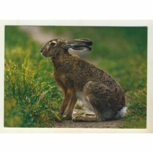 ZAJĄC MAZURY ZW-329