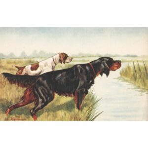 PIES POCZTÓWKA A71404