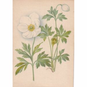 ZAWILEC WIELOKWIATOWY POCZTÓWKA A72967