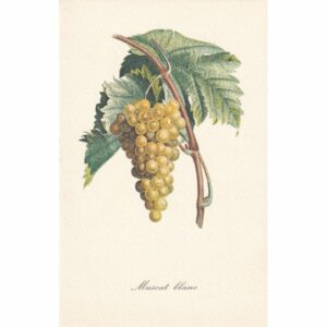 WINOGRON POCZTÓWKA A72974