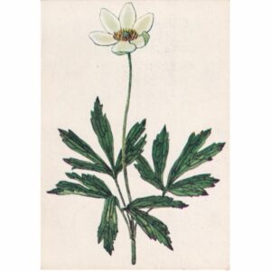 ZAWILEC WIELOKWIATOWY POCZTÓWKA A73013