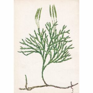 WIDŁAK SPŁASZCZONY POCZTÓWKA A73015