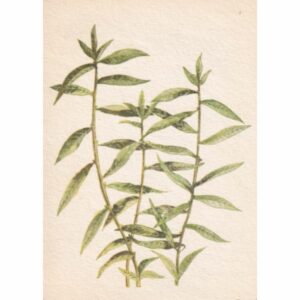 WIKLINA POCZTÓWKA A73030