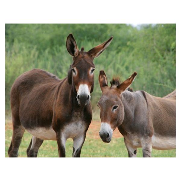 MAGNES 3D TRÓJWYMIAROWY OSŁY OSIOŁKI 2912