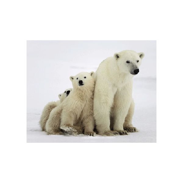 MAGNES MAGNETKA 3D TRÓJWYMIAROWY NIEDŹWIEDŹIE POLARNE 2928