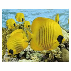 MAGNES MAGNETKA RYBY 3D trójwymiarowy 2938