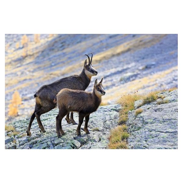 MAGNES MAGNETKA GIEMZA kozice 3D trójwymiarowy 3030