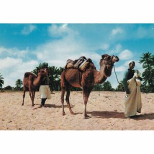 WIELBŁĄDY POCZTÓWKA A74556