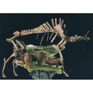 WŁOCHY MUZEUM ARCHEOLOGICZNE POCZTÓWKA A75195