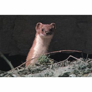 WŁOCHY GRAN PARADISO GRONOSTAJ POCZTÓWKA A74593