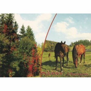 PUŁAWY WIDOKÓWKA A77155