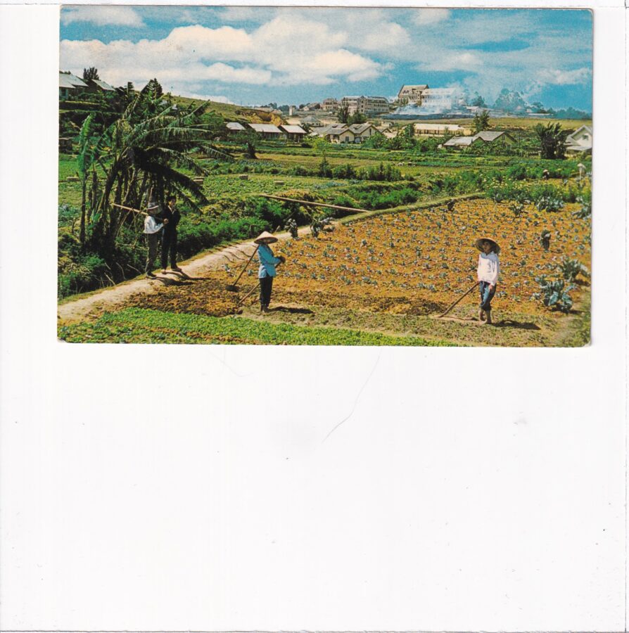 WIETNAM KWIETNY OGRÓD W DA LAT POCZTÓWKA A85427