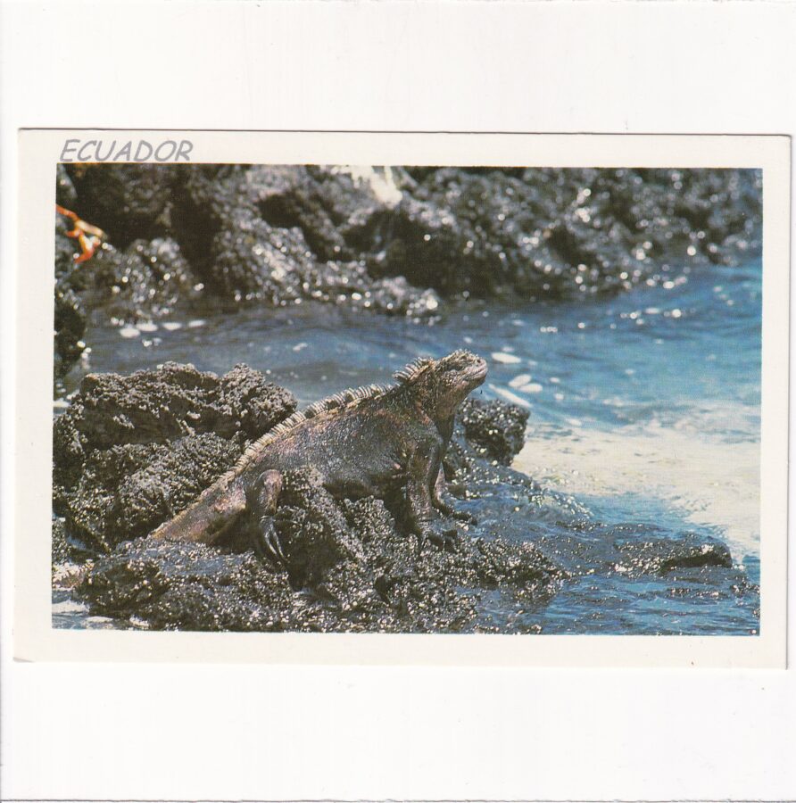 EKWADOR GALAPAGOS IGUANA POCZTÓWKA A86648