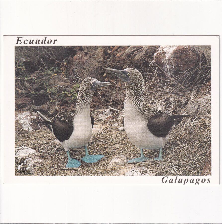 EKWADOR GALAPAGOS POCZTÓWKA A86649