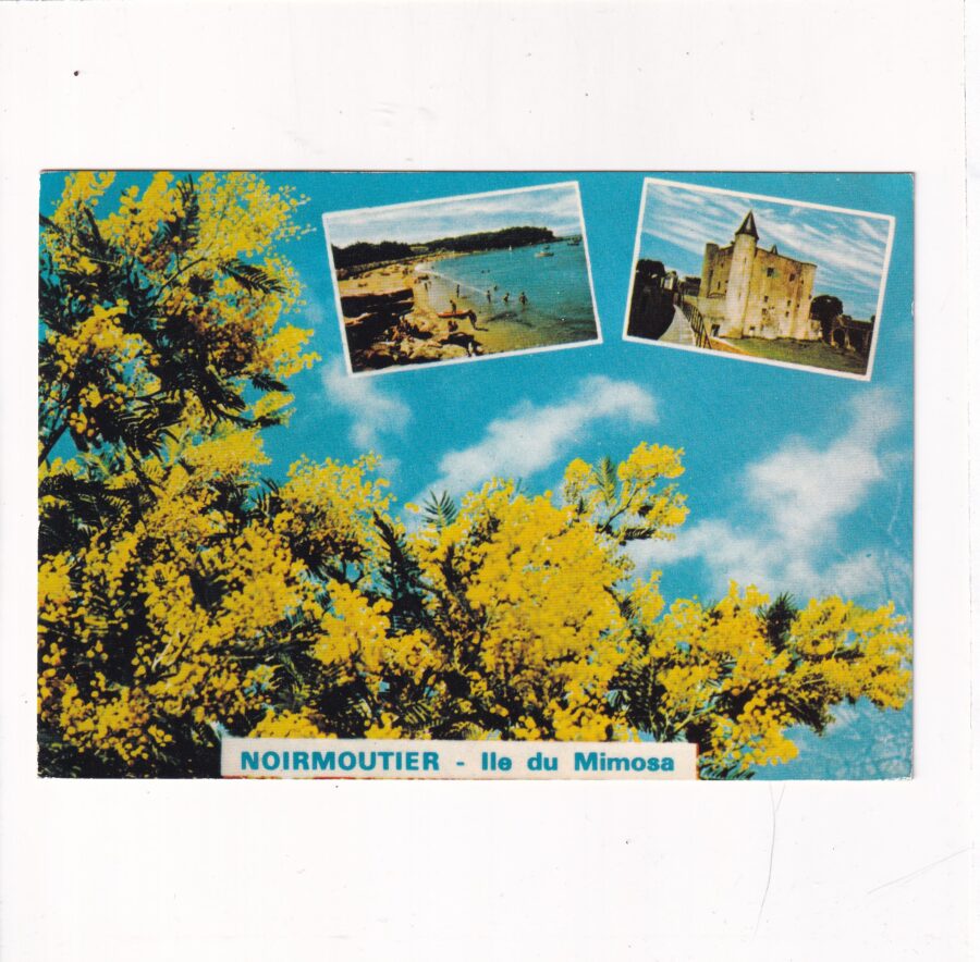 FRANCJA NOIRMOUTIER MIMOZA POCZTÓWKA A91252