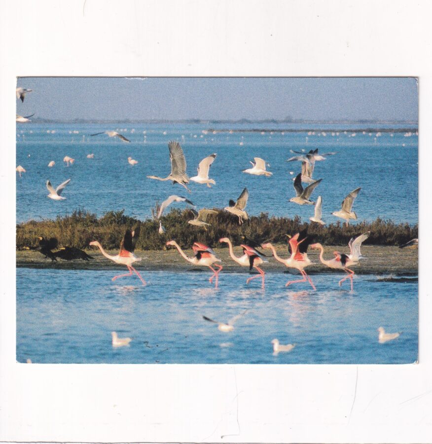 PTAKI CAMARGUE FLAMINGI POCZTÓWKA A92668