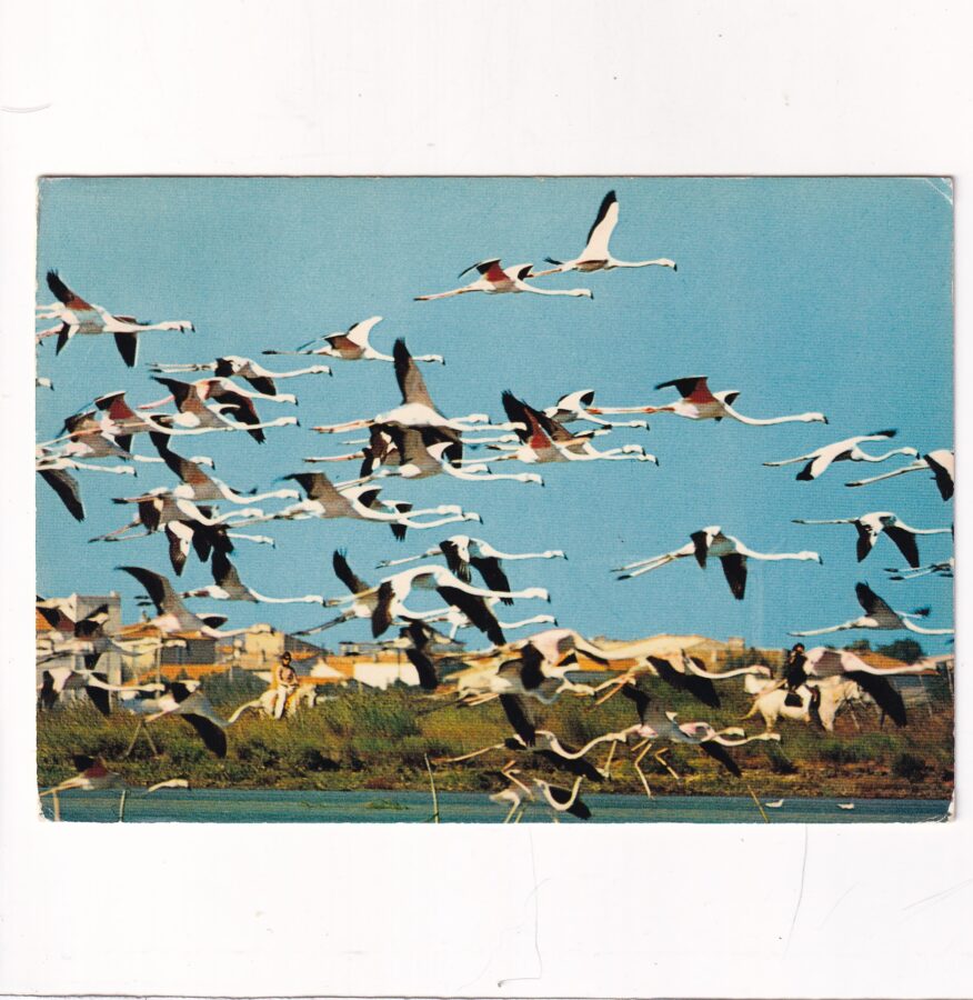 PTAKI CAMARGUE FLAMINGI POCZTÓWKA A92666