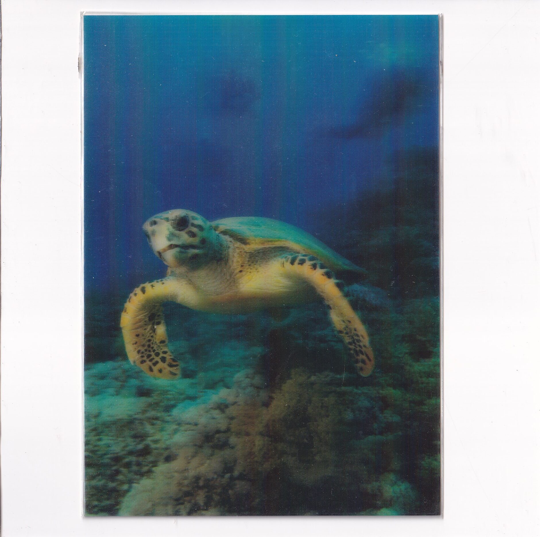 ŻÓŁW MORSKI HAWKSBILL TURTLE POCZTÓWKA 3D TRÓJWYMIAROWA 3D201
