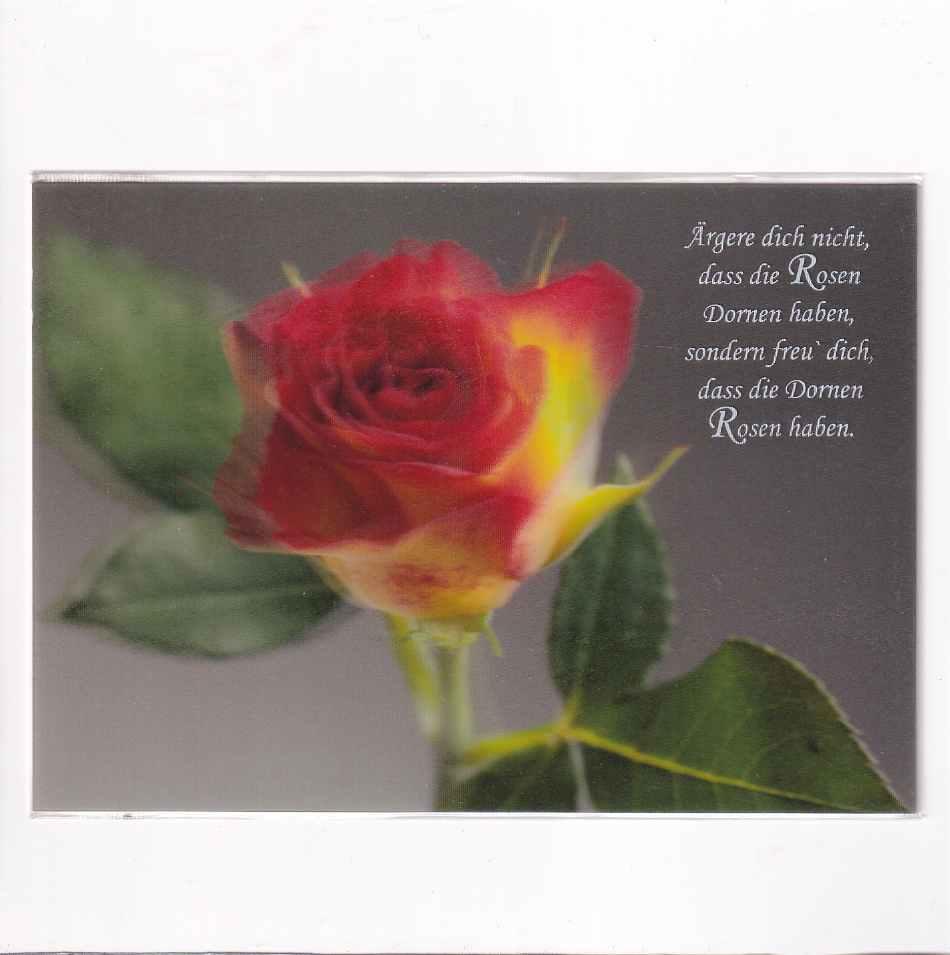 KWIATY RÓŻE POCZTÓWKA 3D TRÓJWYMIAROWA 3D244