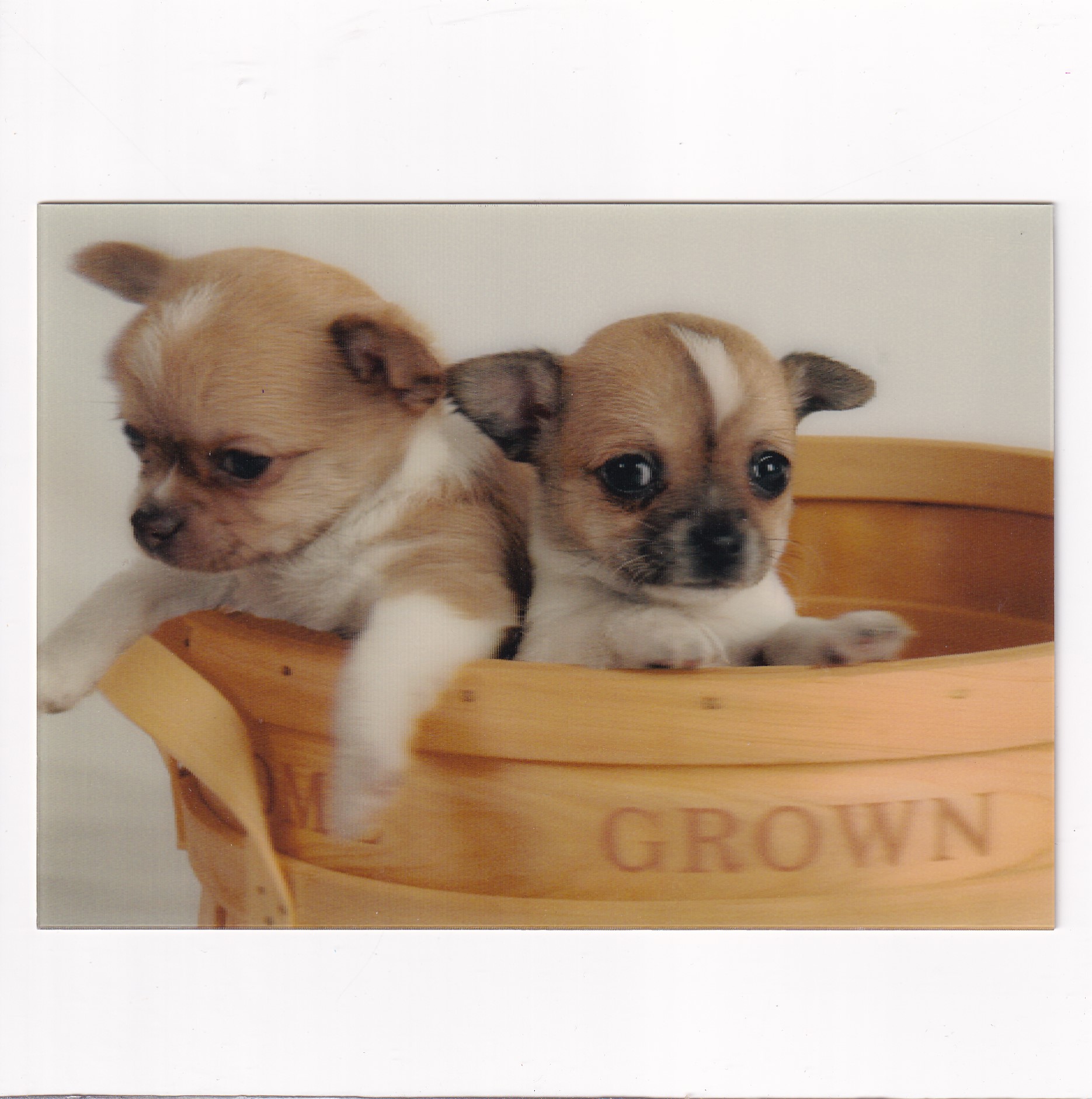 PIES PSY CHIHUAHUAS POCZTÓWKA 3D TRÓJWYMIAROWA A15535