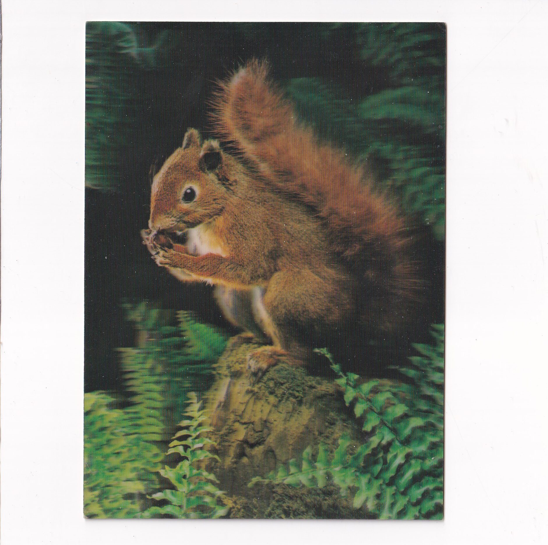 WIEWIÓRKA POCZTÓWKA 3D TRÓJWYMIAROWA A15530