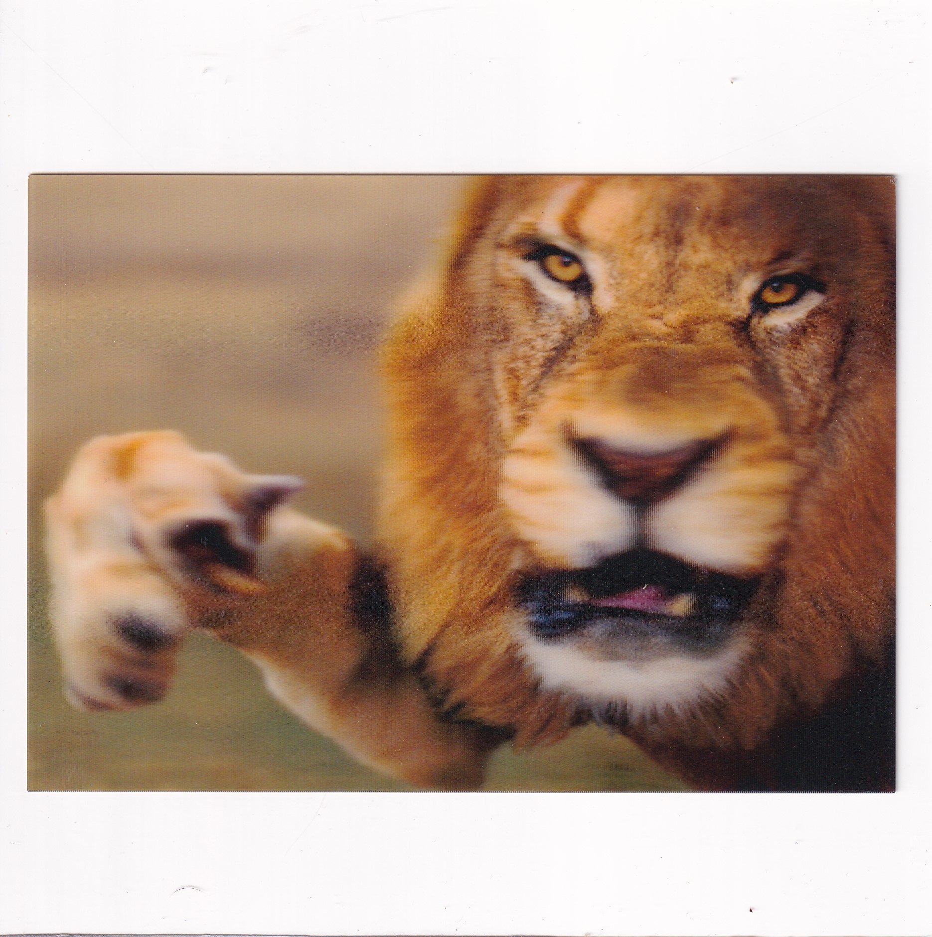 LEW LWY AFRYKA POCZTÓWKA 3D TRÓJWYMIAROWA A15510