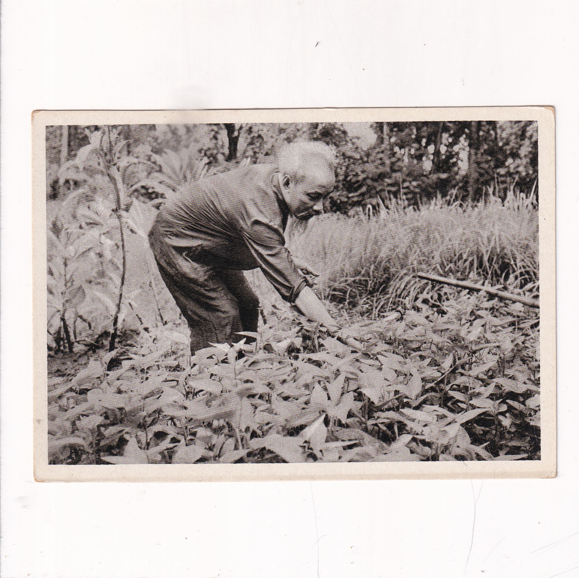 WIETNAM PÓŁNOCNY PREZYDENT CHO CHI MIN POCZTÓWKA A16744