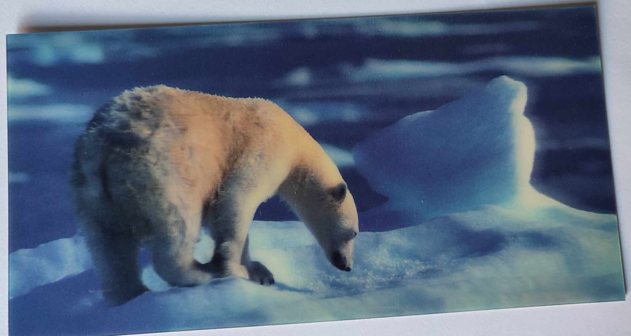 NIEDŹWIEDŹ POLARNY POCZTÓWKA 3D TRÓJWYMIAROWA A21065