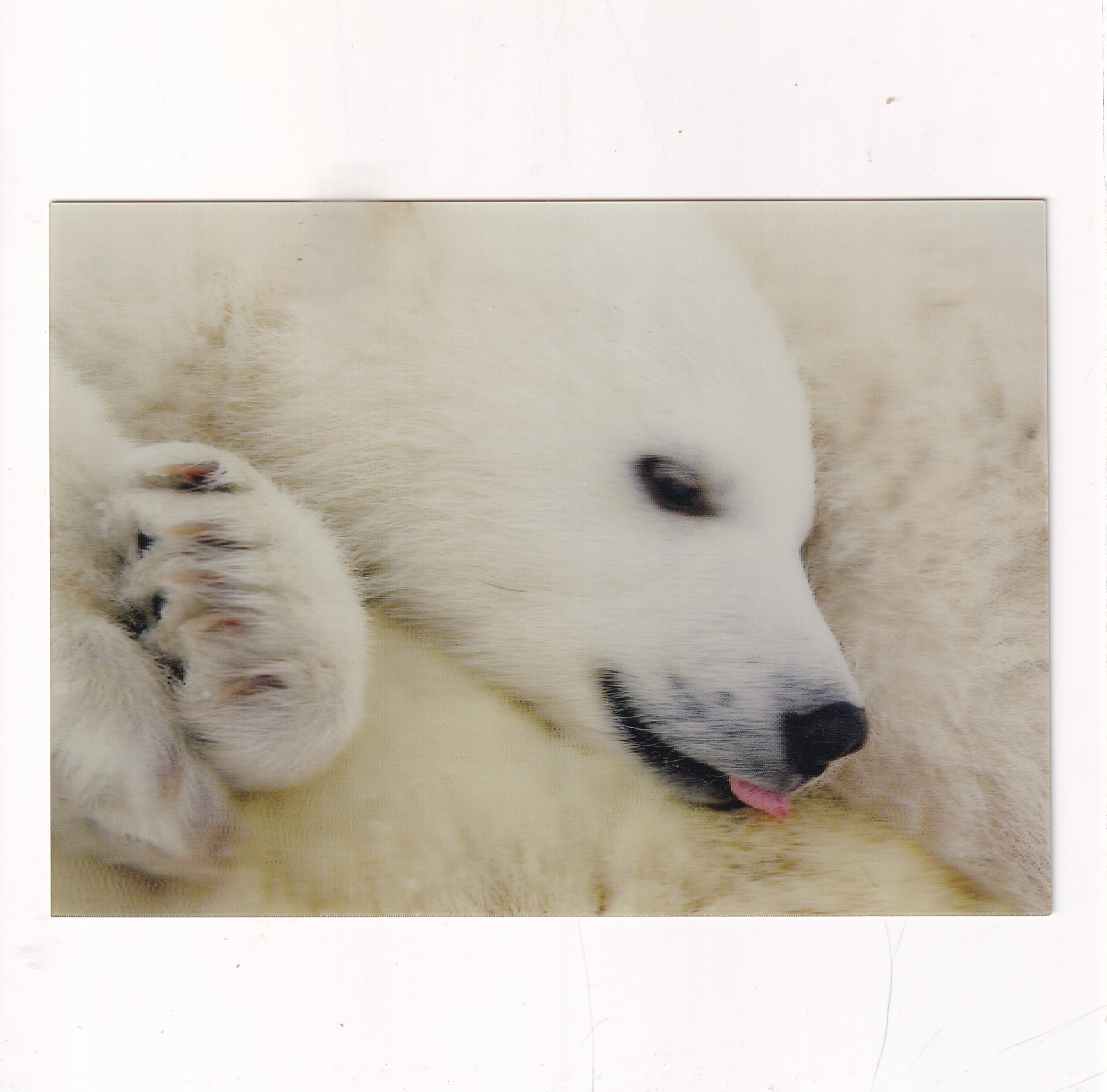 NIEDŹWIEDŹ POLARNY POCZTÓWKA 3D TRÓJWYMIAROWA A19149