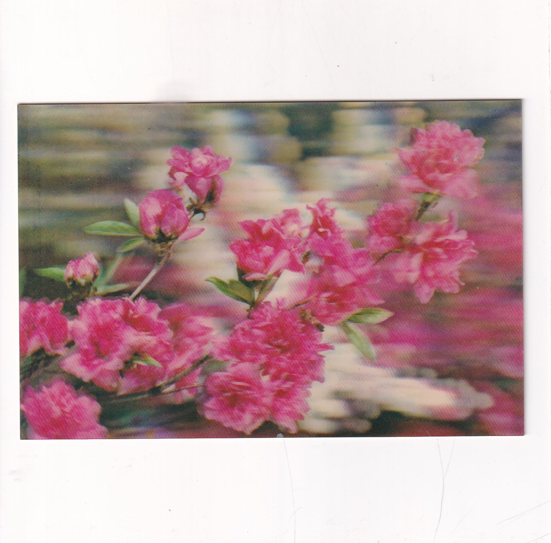 KWIATY POCZTÓWKA 3D TRÓJWYMIAROWA A19188