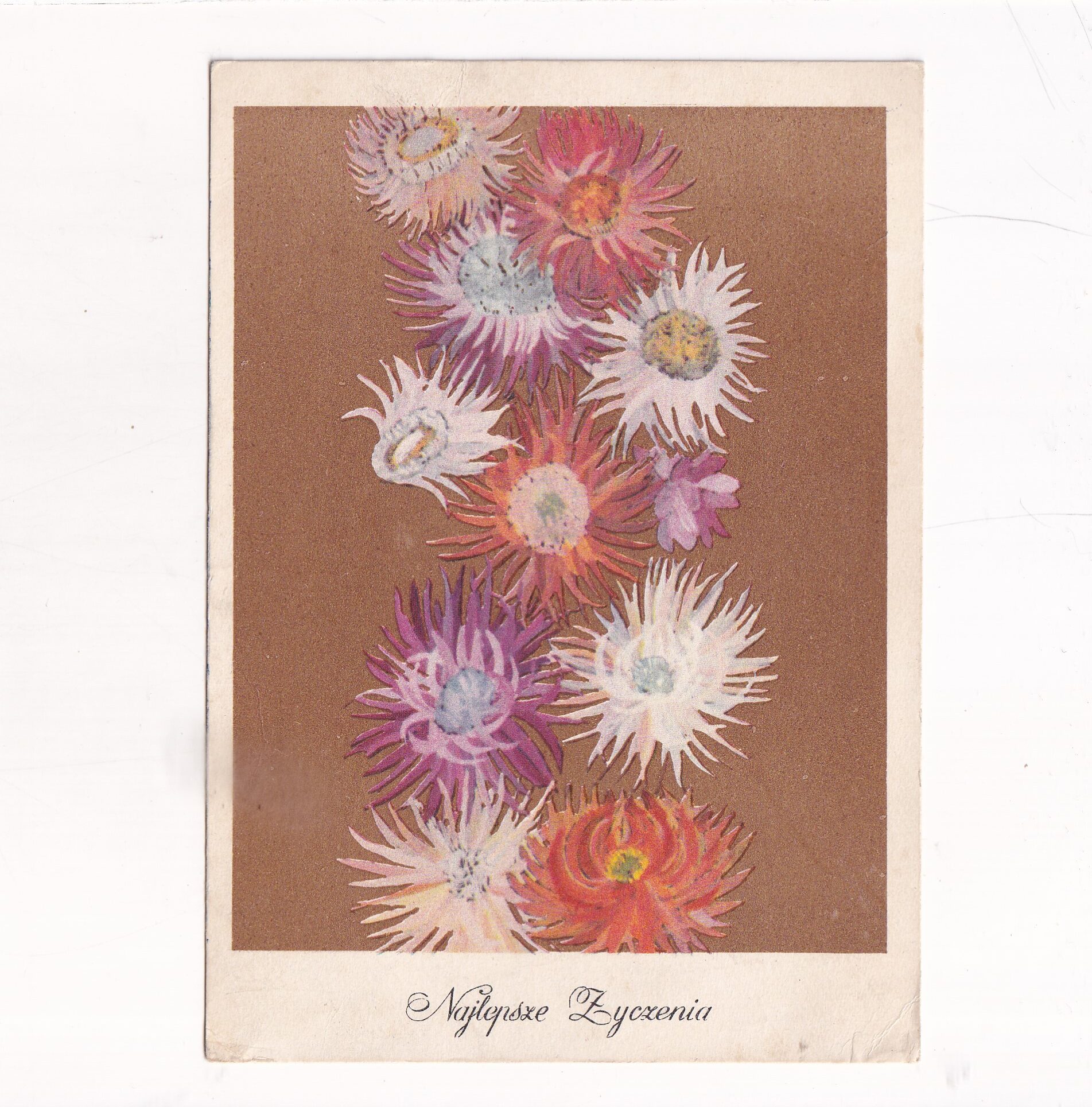 HANNA SZYMAŃSKA-EINEBERG KWIATY ŻYCZENIA POCZTÓWKA A19264