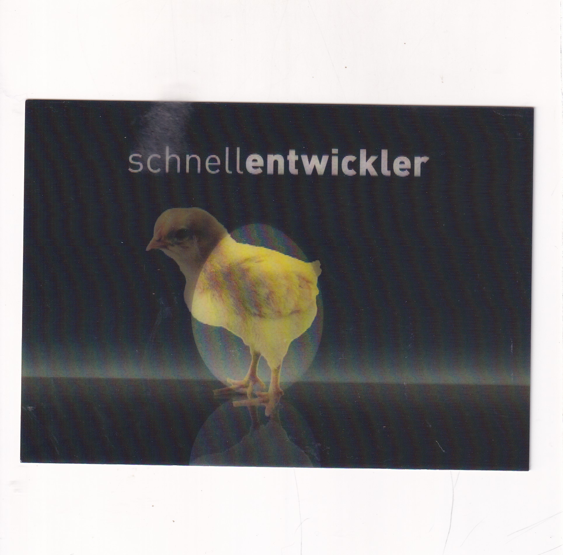 JAJKO KURCZACZEK POCZTÓWKA 3D TRÓJWYMIAROWA A20274