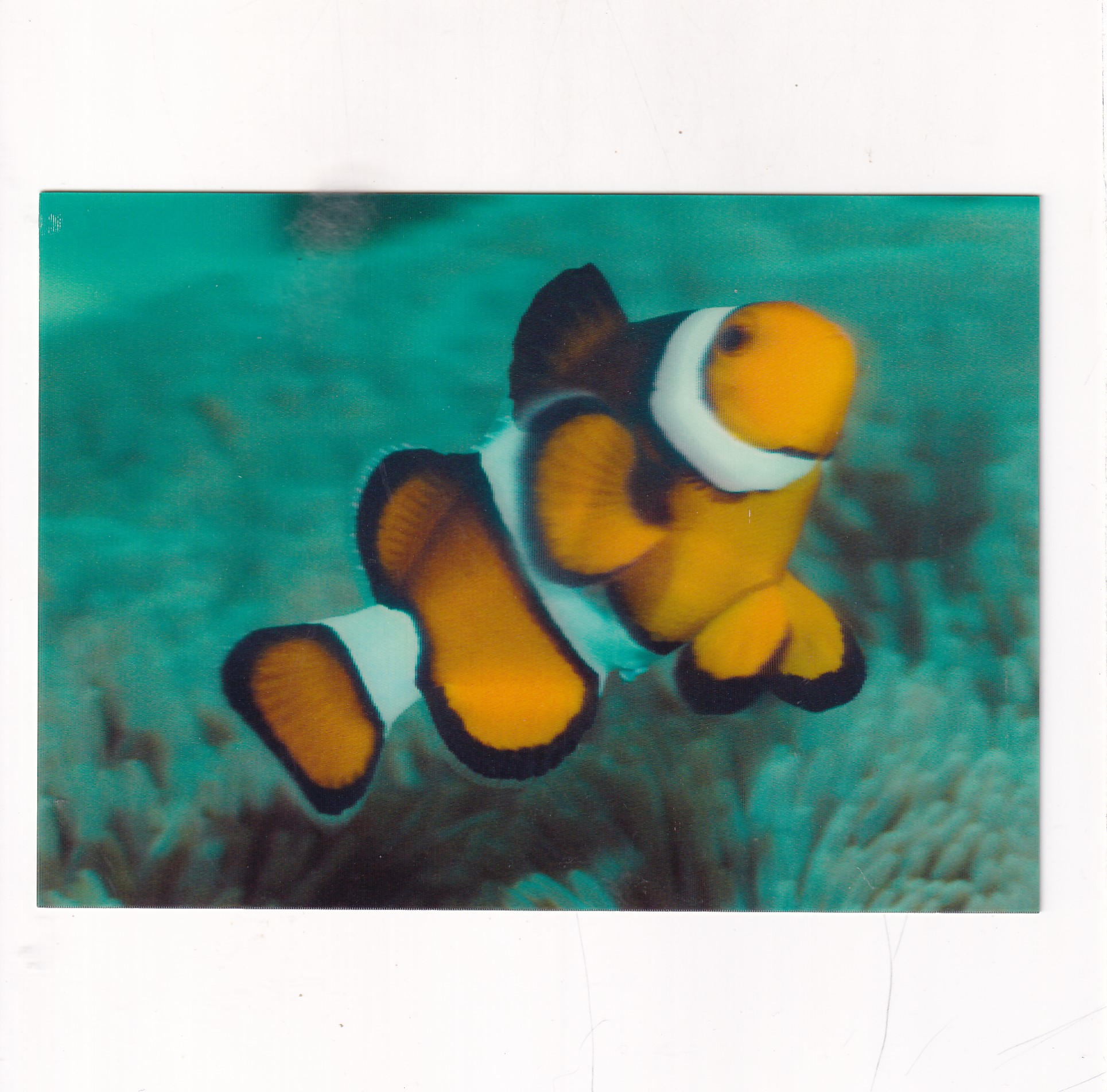 CLOWN FISH BŁAZENEK POCZTÓWKA 3D TRÓJWYMIAROWA A20272