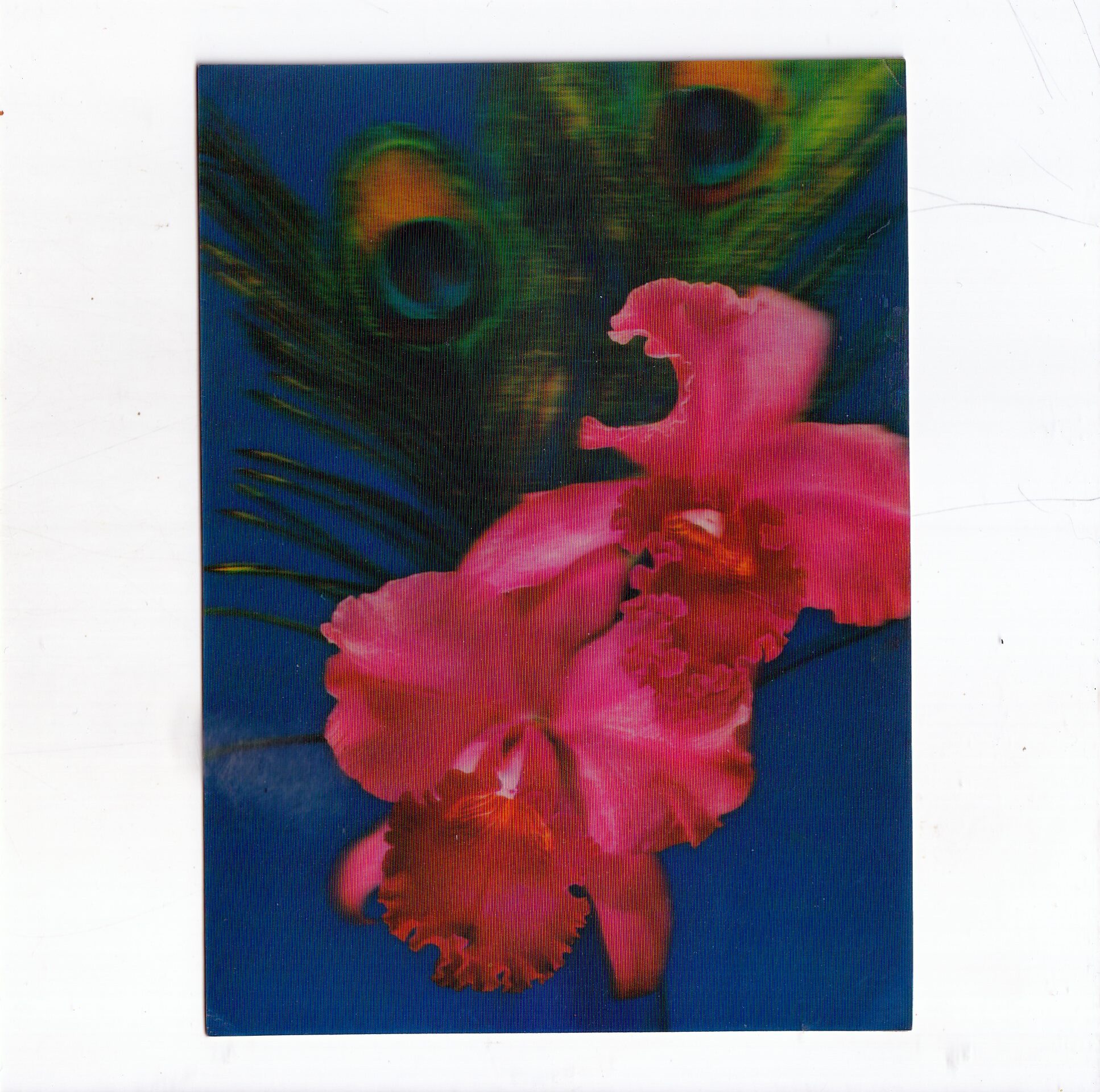 CATTLEYA PAWIE PIÓRA POCZTÓWKA 3D TRÓJWYMIAROWA A20703