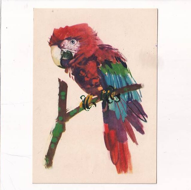 JANUSZ GRABIAŃSKI PTAKI ARA CZERWONA POCZTÓWKA A26659