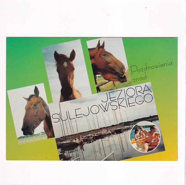 JEZIORO SULEJOWSKIE KONIE WIDOKÓWKA A30385