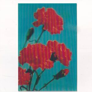 KWIATY GOŹDZIKI 3D POCZTÓWKA TRÓJWYMIAROWA 3D535