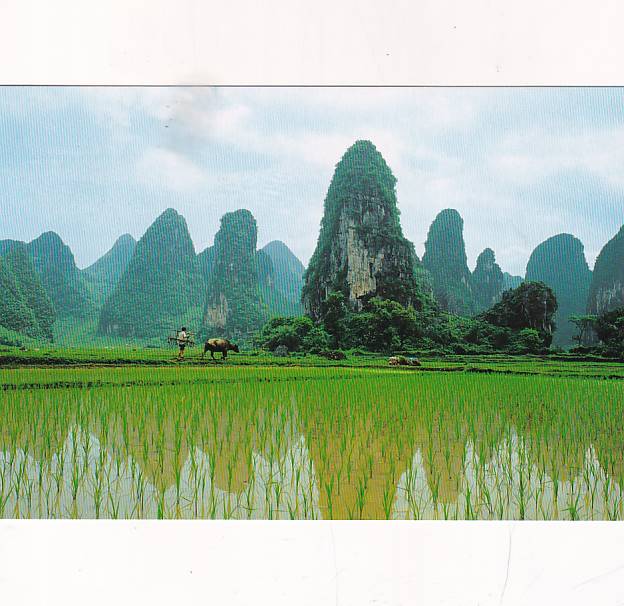 CHINY MENG LI LILJANG WIDOKÓWKA A36360