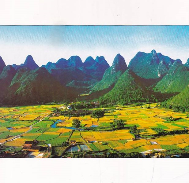 CHINY MENG LI LILJANG WIDOKÓWKA A36361