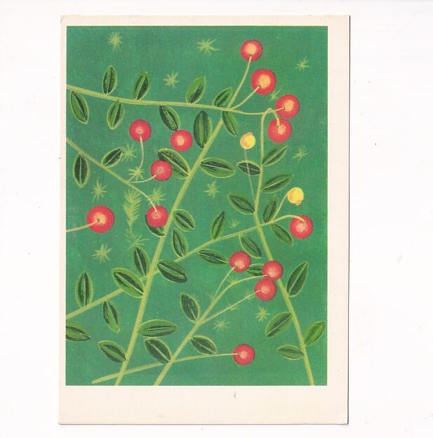 JERZY HEINTZE ŻURAWINA BŁOTNA POCZTÓWKA GRAF-2693