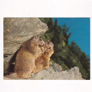DZIKIE ZWIERZĘTA ŚWISTAK MARMOTTA POCZTÓWKA A37951