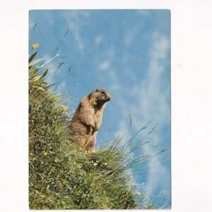 DZIKIE ZWIERZĘTA ŚWISTAK MARMOTTA POCZTÓWKA A37953
