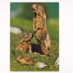 DZIKIE ZWIERZĘTA ŚWISTAK MARMOTTA POCZTÓWKA A37954