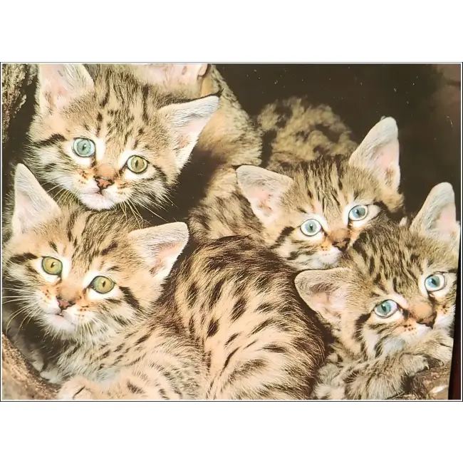 KOT,KOTY,KOCIAKI