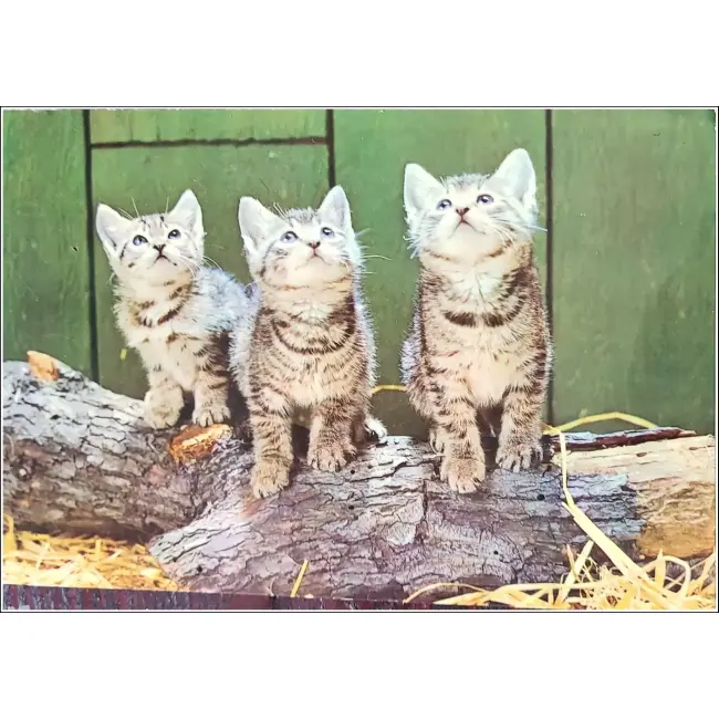 KOT,KOTY,KOCIAKI