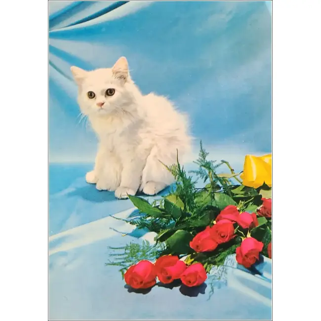 KOT,KOTY,KOCIAKI