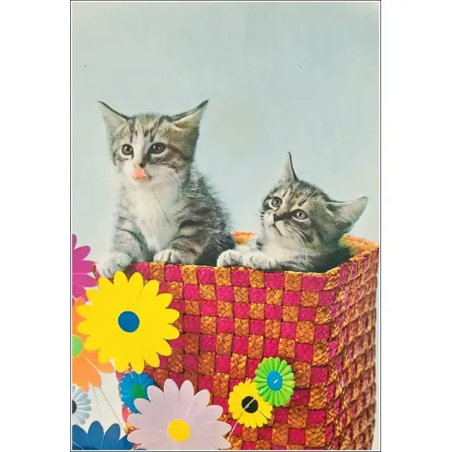 KOT,KOTY,KOCIAKI
