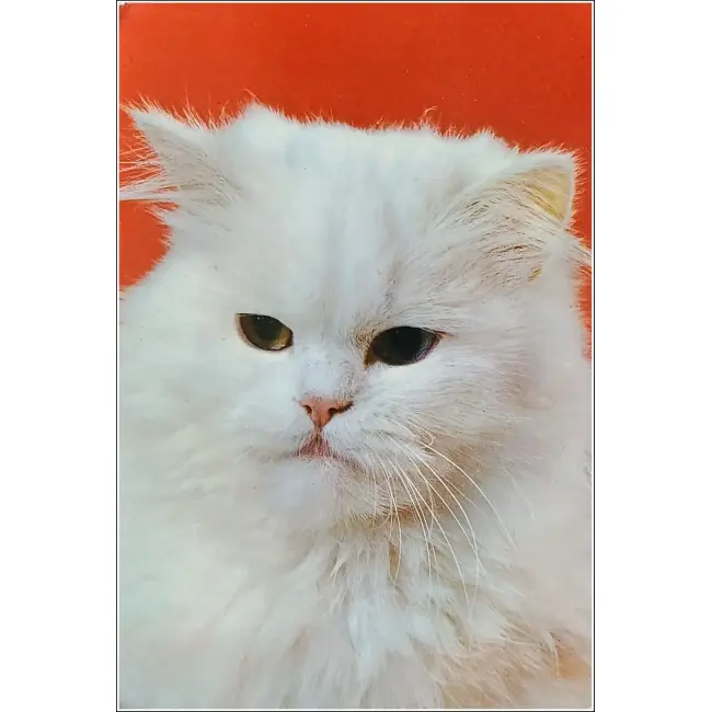 KOT,KOTY,KOCIAKI